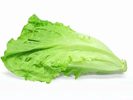 生菜