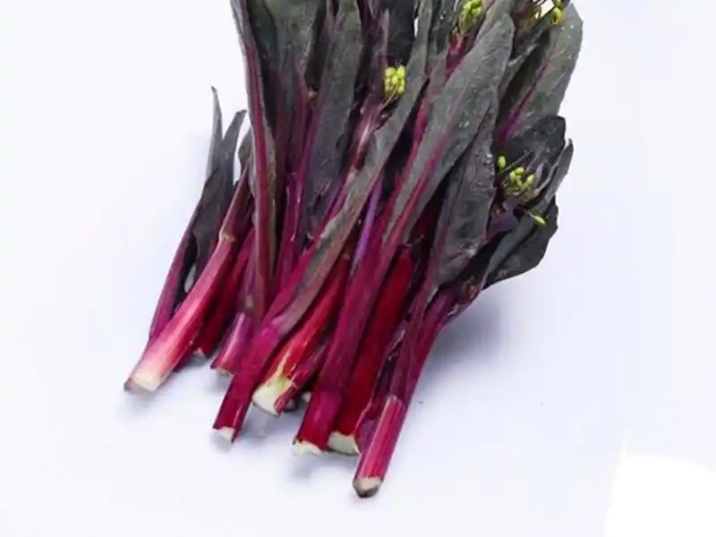 红菜苔