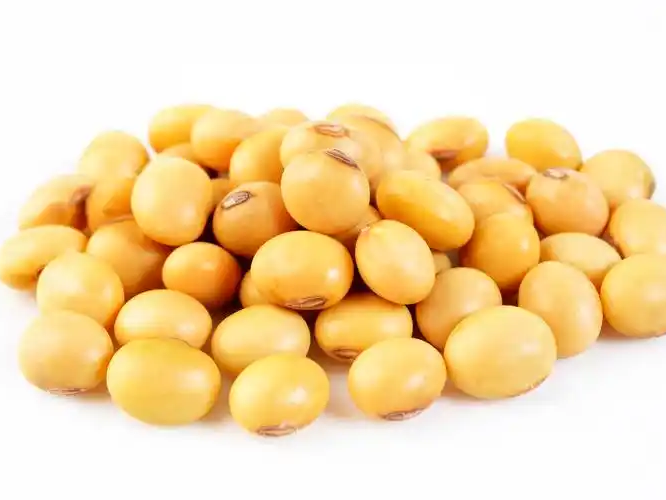 黄豆